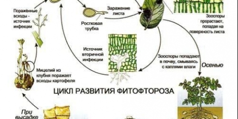Kako se nositi sa kasnom plamenjakom na paradajzu